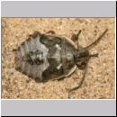 Astata boops - Wanzengrabwespe 17k die Wanzennymphe.jpg